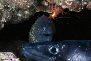 moray, shrimp and conger in the cove by Raffaele Livornese 